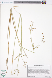 Juncus subcaudatus image