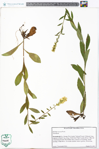 Solidago erecta image