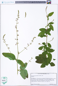 Desmodium glabellum image