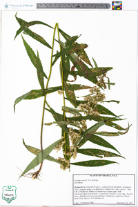 Solidago curtisii image