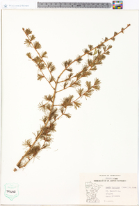 Larix laricina image