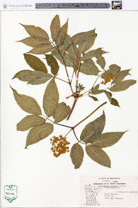 Sambucus racemosa subsp. racemosa image