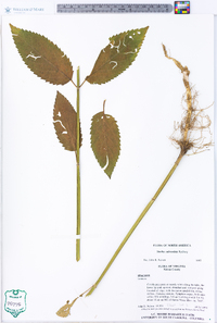 Stachys subcordata image