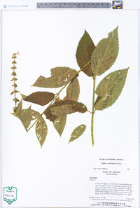 Stachys subcordata image