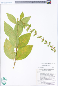 Stachys subcordata image