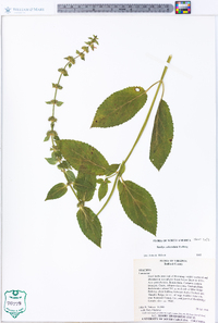 Stachys subcordata image