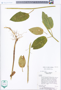 Stachys subcordata image