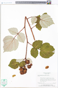 Rubus phoenicolasius image