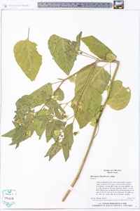 Physalis virginiana image