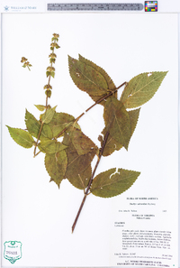 Stachys subcordata image