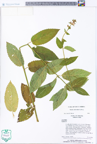 Stachys subcordata image