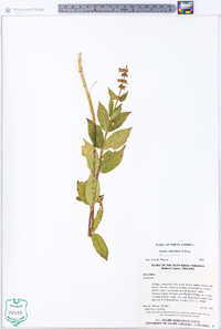 Stachys subcordata image