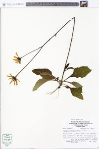 Arnica acaulis image