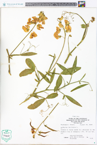 Lathyrus latifolius image