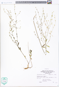 Linum virginianum image