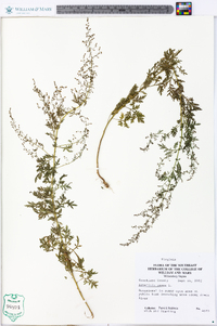 Artemisia annua image