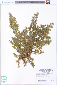 Lespedeza stipulacea image