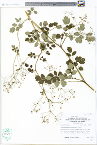 Thalictrum pubescens image