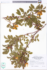 Rosa palustris image