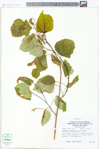 Populus grandidentata image