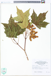 Acer nigrum image