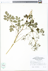 Thalictrum pubescens image