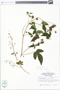 Humulus lupulus image