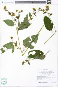 Polymnia canadensis image