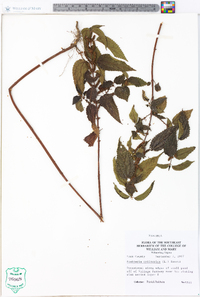 Image Associated With the Occurence