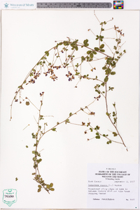 Lespedeza repens image