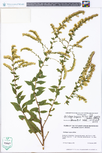 Solidago rugosa subsp. aspera image