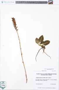 Goodyera pubescens image