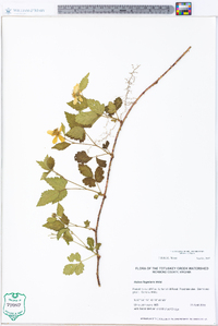 Rubus flagellaris image