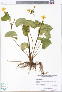 Caltha palustris image