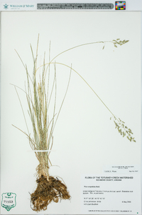 Poa cuspidata image