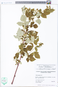 Rubus occidentalis image