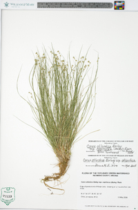 Carex atlantica subsp. capillacea image