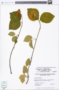 Viburnum dentatum var. lucidum image