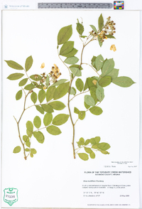 Rosa multiflora image