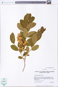 Lyonia mariana image