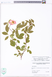 Rosa virginiana image