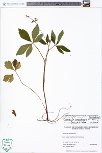 Sanicula canadensis var. canadensis image