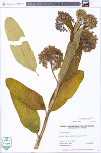 Asclepias syriaca image