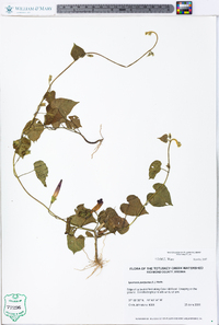 Ipomoea purpurea image