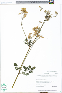 Thalictrum pubescens image