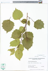 Populus grandidentata image