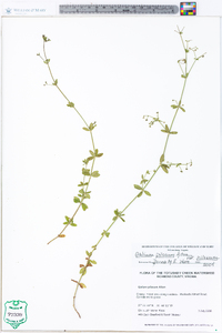 Galium pilosum var. pilosum image