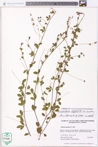 Lespedeza repens image