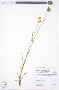 Juncus scirpoides image