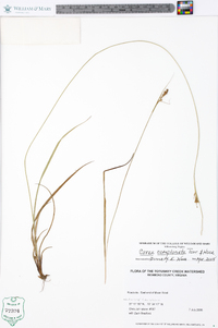 Carex complanata image